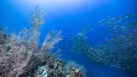 Photo for Schooling fish, Big Eye Scad fish in the shallows of the Caribbean Sea - Royalty Free Image