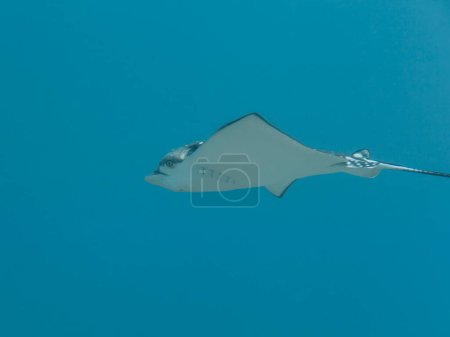 Téléchargez les photos : Raie aigle tachetée nager dans le récif corallien de la mer des Caraïbes, Curaçao - en image libre de droit
