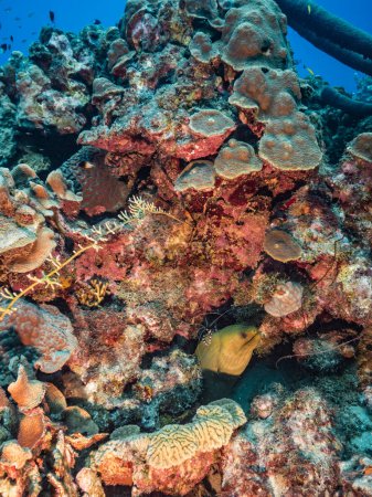 Foto de Paisaje marino con anguila de Moray verde en el arrecife de coral del Mar Caribe - Imagen libre de derechos