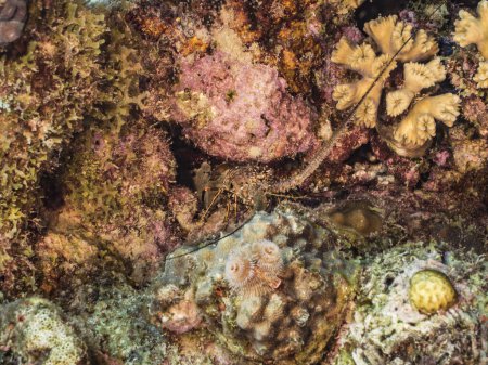 Foto de Primer plano de langosta espinosa en arrecife de coral del Mar Caribe, Curazao - Imagen libre de derechos