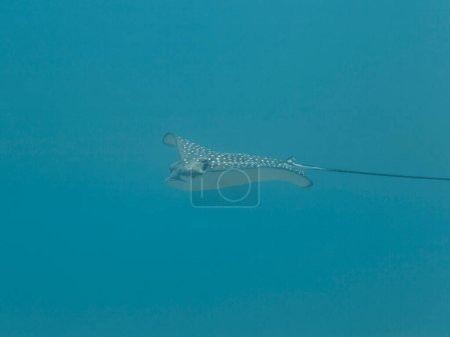 Téléchargez les photos : Raie aigle tachetée nager dans le récif corallien de la mer des Caraïbes, Curaçao - en image libre de droit