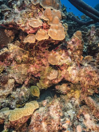 Foto de Paisaje marino con anguila de Moray verde en el arrecife de coral del Mar Caribe - Imagen libre de derechos