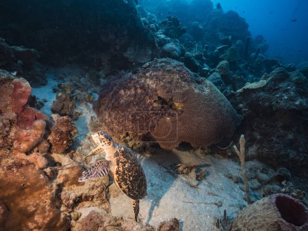 Téléchargez les photos : Paysage marin avec Hawksbill Tortue de mer dans le récif corallien de la mer des Caraïbes, Curaçao - en image libre de droit