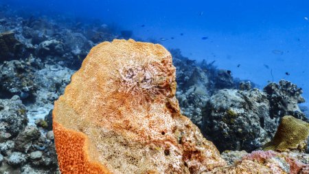 Téléchargez les photos : Le magnifique récif corallien de la mer des Caraïbes - en image libre de droit