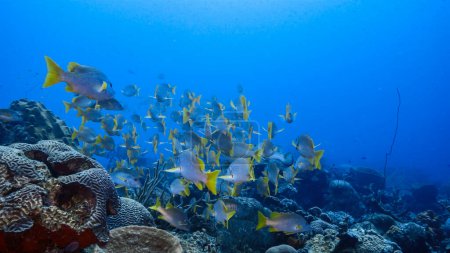 Foto de School of Schoolmaster Snappers en agua turquesa de arrecife de coral en el Mar Caribe, Curazao - Imagen libre de derechos