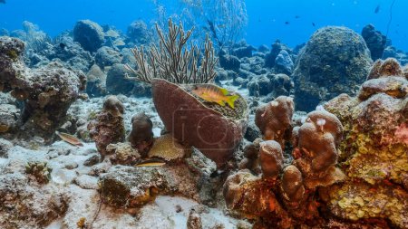 Téléchargez les photos : Paysage marin dans l'eau turquoise du récif corallien dans la mer des Caraïbes. - en image libre de droit