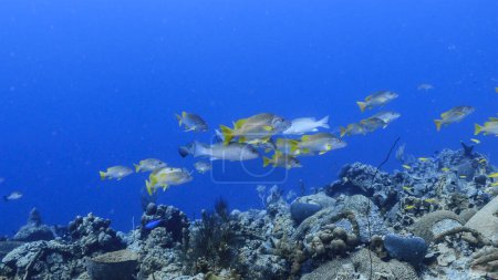 Foto de School of Schoolmaster Snappers en agua turquesa de arrecife de coral en el Mar Caribe, Curazao - Imagen libre de derechos