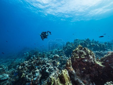 Téléchargez les photos : Photo sous-marine d'un plongeur dans la mer des Caraïbes - en image libre de droit