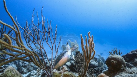 Téléchargez les photos : Paysage marin avec Hawksbill Tortue de mer dans le récif corallien de la mer des Caraïbes, Curaçao - en image libre de droit