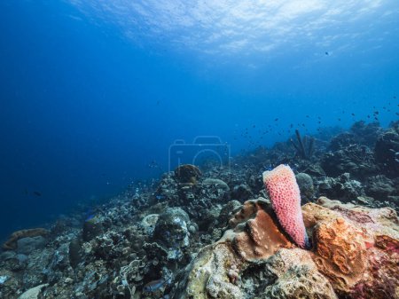 Photo for Seascape in turquoise water of coral reef in Caribbean Sea. - Royalty Free Image