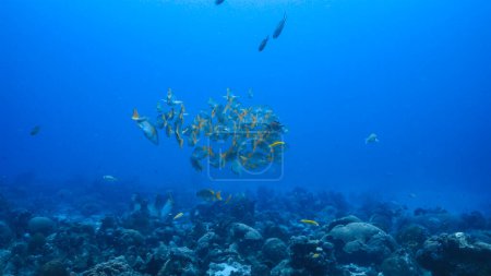 Téléchargez les photos : École des maîtres d'école Snappers dans l'eau turquoise de récif corallien dans la mer des Caraïbes, Curaçao - en image libre de droit
