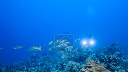 Photo for Professional diver, underwater cinematographer in coral reef of Caribbean Sea around Curacao - Royalty Free Image