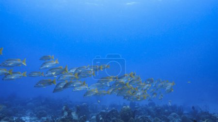 Photo for School of Schoolmaster Snappers in turquoise water of coral reef in Caribbean Sea, Curacao - Royalty Free Image