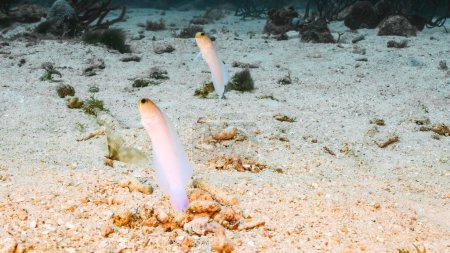 Téléchargez les photos : Gros plan des méduses dans le récif corallien de la mer des Caraïbes, Curaçao - en image libre de droit