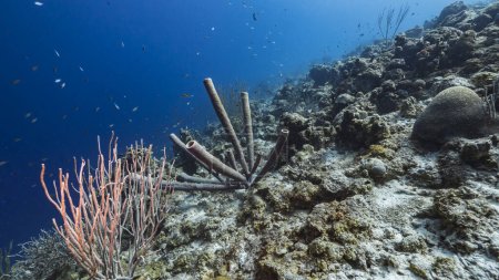 Téléchargez les photos : Paysage marin dans l'eau turquoise du récif corallien dans la mer des Caraïbes, Curaçao avec poisson, corail et éponge poêle-tuyau - en image libre de droit