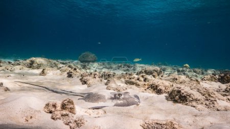 Photo for Seascape in turquoise water of coral reef in Caribbean Sea, Curacao with Sting Ray, coral and sponge - Royalty Free Image