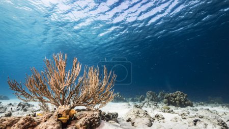 Téléchargez les photos : Paysage marin dans l'eau turquoise du récif corallien dans la mer des Caraïbes. - en image libre de droit