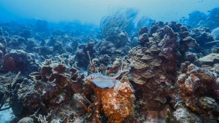 Téléchargez les photos : Paysage marin dans l'eau turquoise du récif corallien dans la mer des Caraïbes, Curaçao avec raie piquante, corail et éponge - en image libre de droit
