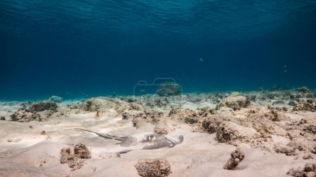 Téléchargez les photos : Paysage marin dans l'eau turquoise du récif corallien dans la mer des Caraïbes, Curaçao avec raie piquante, corail et éponge - en image libre de droit