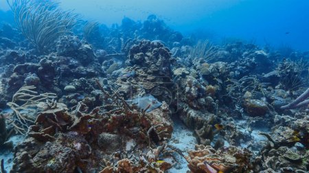 Foto de Paisaje marino en aguas turquesas de arrecife de coral en el Mar Caribe, Curazao con Sting Ray, coral y esponja - Imagen libre de derechos