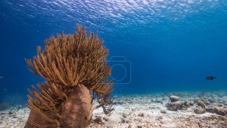 Téléchargez les photos : Paysage marin dans l'eau turquoise du récif corallien dans la mer des Caraïbes, Curaçao avec poissons, coraux et éponges - en image libre de droit