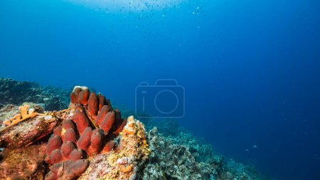 Photo for Seascape in turquoise water of coral reef in Caribbean Sea, Curacao with fish, corals and sponges - Royalty Free Image