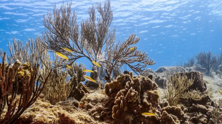 Foto de Paisaje marino en aguas turquesas de arrecife de coral en el Mar Caribe, Curazao con peces, corales y esponjas - Imagen libre de derechos