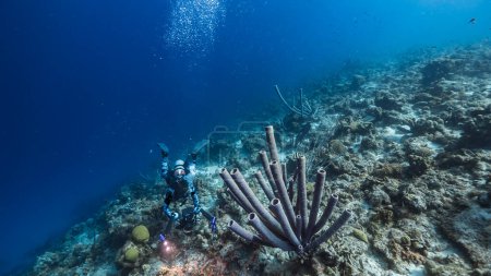 Foto de Paisaje marino en aguas turquesas de arrecife de coral en el Mar Caribe, Curazao con buzo, peces, coral y esponja de estufa - Imagen libre de derechos