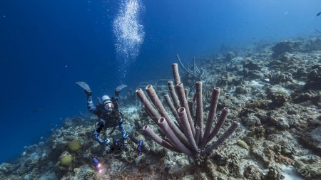 Téléchargez les photos : Paysage marin dans l'eau turquoise du récif corallien dans la mer des Caraïbes, Curaçao avec plongeur, poisson, corail et éponge poêle-tuyau - en image libre de droit