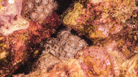 Foto de Paisaje marino en agua turquesa de arrecife de coral en el Mar Caribe / Curazao con peces, coral y esponja de tubo - Imagen libre de derechos