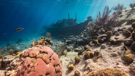 Téléchargez les photos : Épave de navire "Tugboat" dans les eaux peu profondes du récif corallien dans la mer des Caraïbes avec drapeau Curaçao, vue sur la surface et les rayons de soleil - en image libre de droit