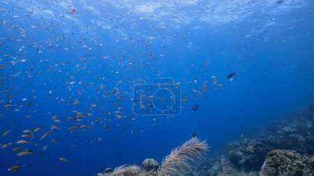 Foto de El magnífico arrecife de coral del Mar Caribe - Imagen libre de derechos
