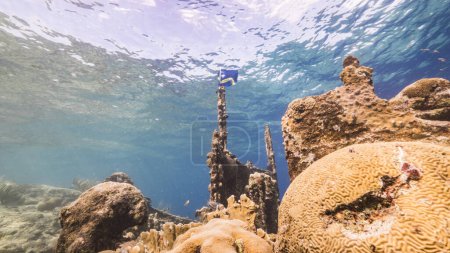 Foto de Naufragio "Tugboat" en aguas poco profundas de arrecife de coral en el mar Caribe con Bandera de Curazao, vista a la superficie y rayos de sol - Imagen libre de derechos
