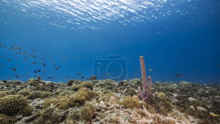Photo for The magnificent coral reef of the Caribbean Sea - Royalty Free Image
