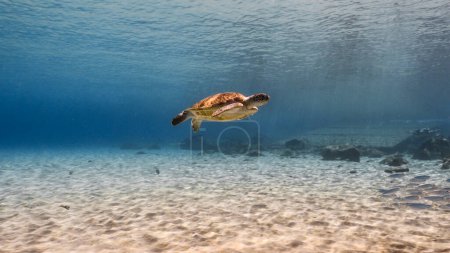 Foto de Tortuga marina nadando en un agua azul clara - Imagen libre de derechos