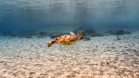 Téléchargez les photos : Tortue de mer nageant dans une eau bleue claire - en image libre de droit