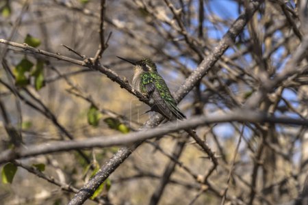 Téléchargez les photos : Oiseau vert assis sur la branche - en image libre de droit