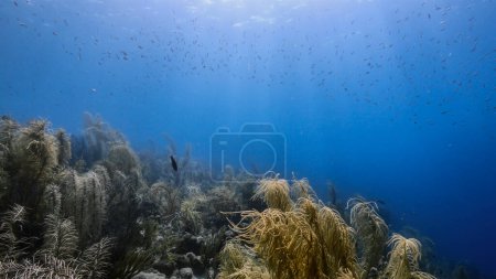 Foto de Paisaje marino en aguas turquesas de arrecife de coral en el Mar Caribe, Curazao con peces, corales y esponjas - Imagen libre de derechos