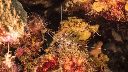 Foto de Paisaje marino en aguas turquesas de arrecife de coral en el Mar Caribe, Curazao con peces, coral y esponja de tubo - Imagen libre de derechos