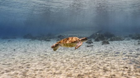 Foto de Tortuga marina nadando en un agua azul clara - Imagen libre de derechos