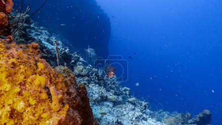 Photo for Seascape in turquoise water of coral reef in Caribbean Sea, Curacao with fish, corals and sponges - Royalty Free Image
