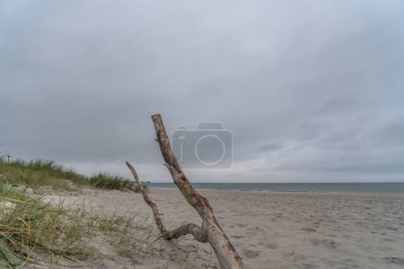 Téléchargez les photos : Paysage d'automne sur une plage de sable fin à la péninsule Darss, mer Baltique, Allemagne - en image libre de droit