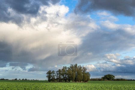 Photo for Scenery on the Darss peninsula, Germany - Royalty Free Image