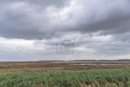 Photo for Scenery on the Darss peninsula, Baltic Sea, Germany - Royalty Free Image