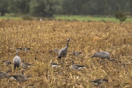 Photo for Cranes in natural environment. Bird wildlife. - Royalty Free Image