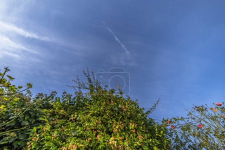 Téléchargez les photos : Rosier d'automne coloré sur fond de ciel - en image libre de droit