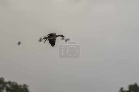 Téléchargez les photos : Le canard colvert survole le champ. Faune aviaire. - en image libre de droit