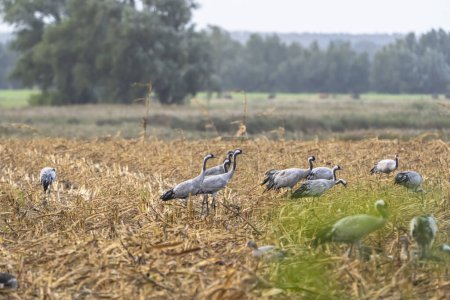 Foto de Cranes in natural environment. Bird wildlife. - Imagen libre de derechos