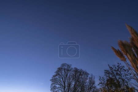 Téléchargez les photos : Silhouette d'arbres sur fond bleu ciel - en image libre de droit