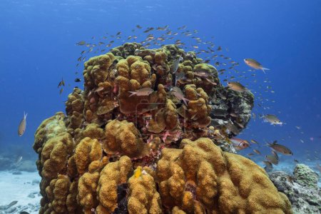 Photo for Marine life with fish, coral and sponge in the Caribbean Sea - Royalty Free Image